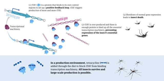 The results of the first genetically modified mosquito experiment in U.S. announced