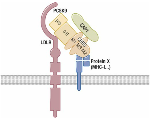 Will PCSK9 inhibitors become the main lipid-lowering drugs in the future?