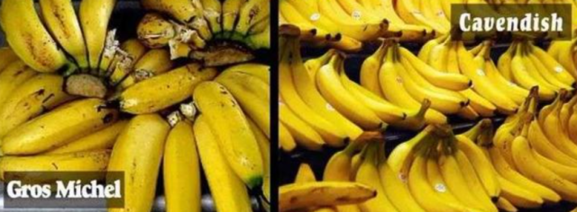 Bananas face extinction again: Can gene editing save bananas?