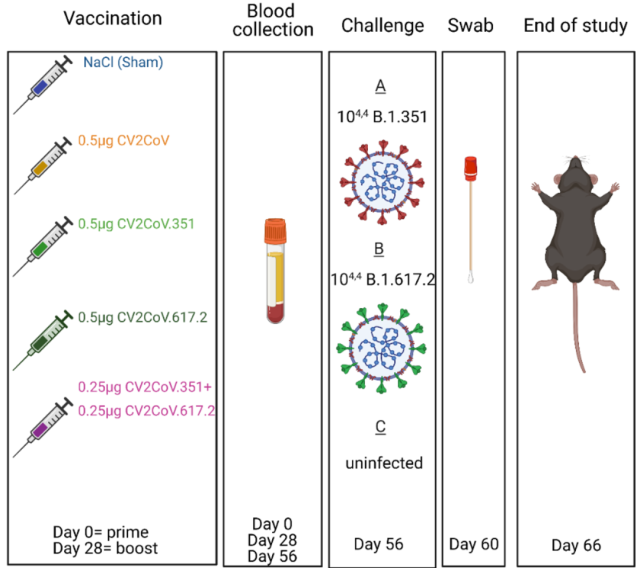 CureVac/GSK Announced Preclinical Data of Bivalent mRNA COVID-19 Vaccine