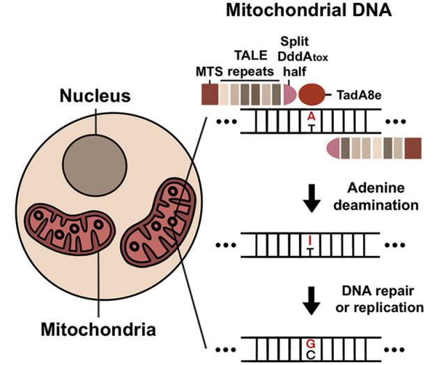 Major progress: New mitochondrial base editor successfully developed!