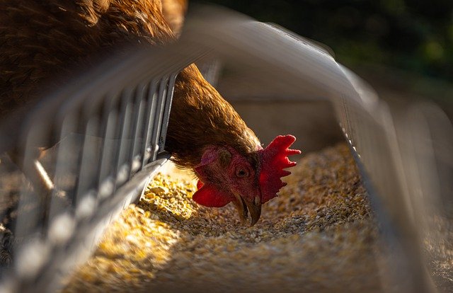 Canada bird flu spreading: Quebec culls tens of thousands of poultry