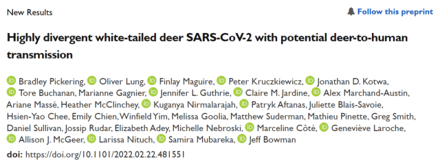 New coronavirus continuing to spread in herds of white-tailed deer