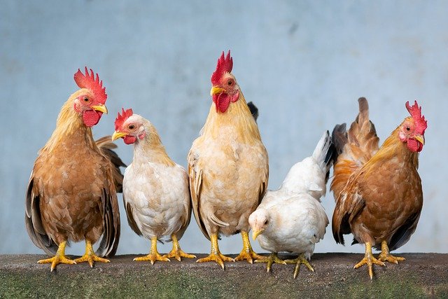 Re-emergence of bird flu virus has experts concerned