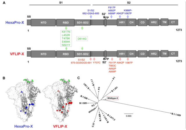 Developed a broad-spectrum circular mRNA vaccine for COVID-19, designed with VFLIP Spike antigen and introducing 6 mutations from VOCs, which can trigger broad-spectrum serum neutralizing antibodies targeting various VOCs and TH1-biased cellular immunity reaction. Compared with the widely used S-2P Spike antigen, the VFLIP Spike antigen has a glycosylation site closer to the natural Spike and has better stability. On the basis of antigens based on structural rational design, the construction of chimeric mutant Spike, combined with the circular RNA platform, provides a very good idea for the development of iterative mRNA vaccines.