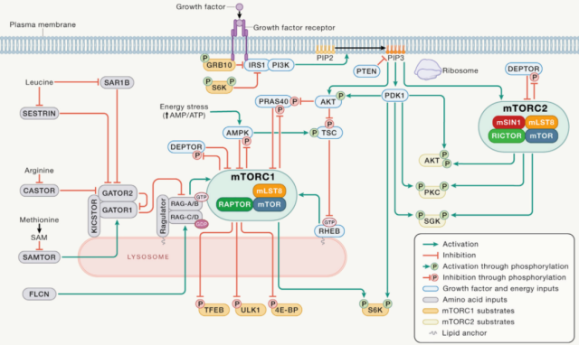 Cell Reviews: Details on phosphorylation of mTOR substrates