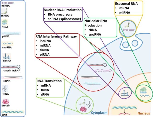 What are the current progress and prospects of RNA therapy?