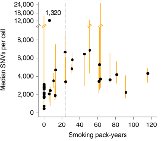 Smoking aggravates genetic mutations in bronchial basal cells