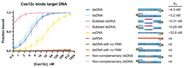Jennifer Doudna's latest paper: Cas12c can silence viruses without cutting DNA