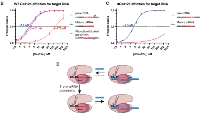 Jennifer Doudna's latest paper: Cas12c can silence viruses without cutting DNA