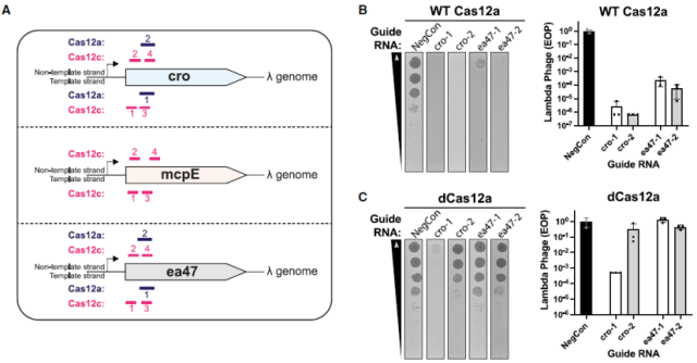 Jennifer Doudna latest paper: Cas12c can silence viruses without cutting DNA.