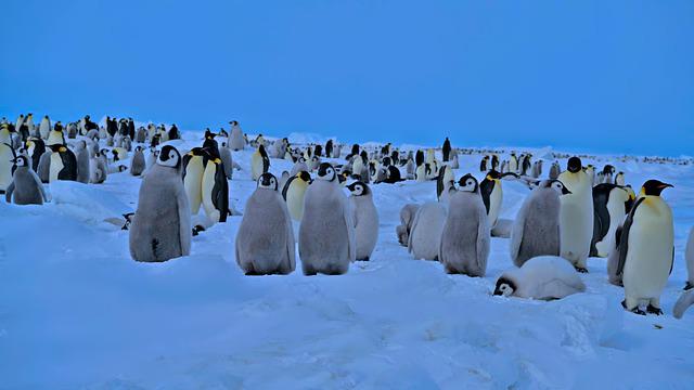 Avian Influenza Lands in Antarctica: A First for Penguins and a Cause for Concern