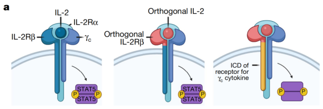 The synthesis of IL-9 receptors enhances T cell therapy to cure solid tumors