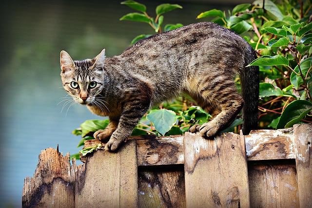Cat coronavirus spreading: 300K cats died and 90% fatality rate