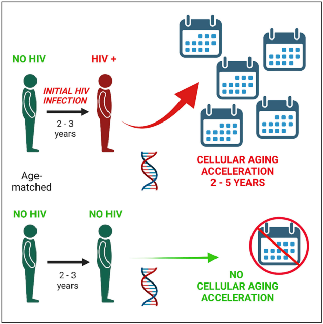 The body's aging process is accelerated very quickly after HIV infection
