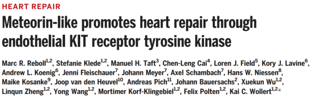 Meteorin-like promotes heart repair through endothelial KIT receptor tyrosine kinase