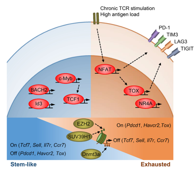 Molecular perspective on T cell stemness and exhaustion