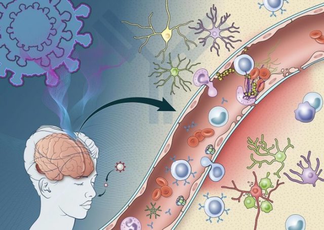 How COVID-19 immune response damages the brain?