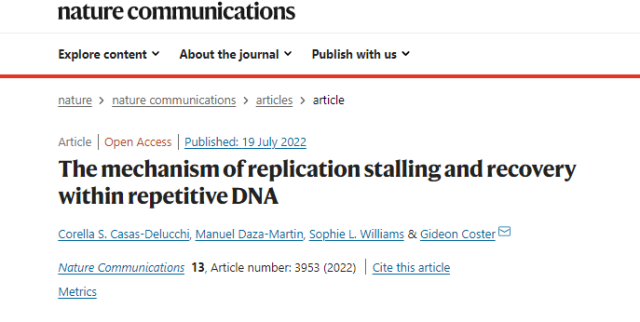 "Junk" DNA can cause cancer by inhibiting DNA replication!