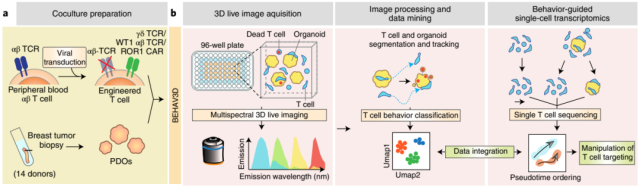 3D real-time imaging of tumor organoids to help T-cell immunotherapy of solid tumors