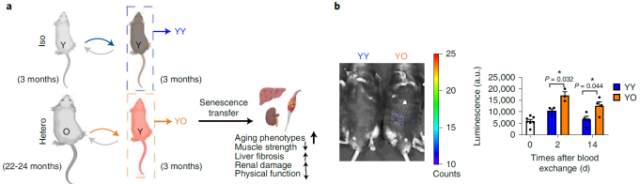 Nature Metabolism: The key to aging may lie in blood!