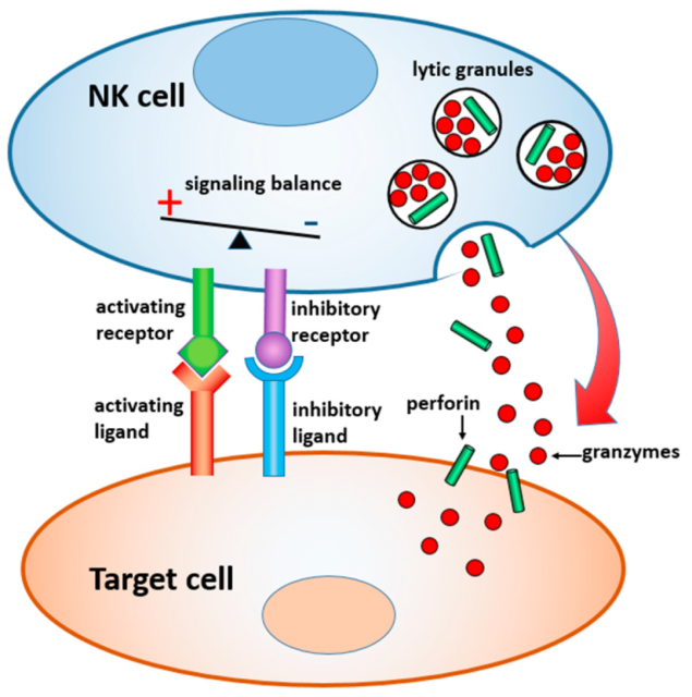 How to use NK Cells for Cancer Immunotherapy?