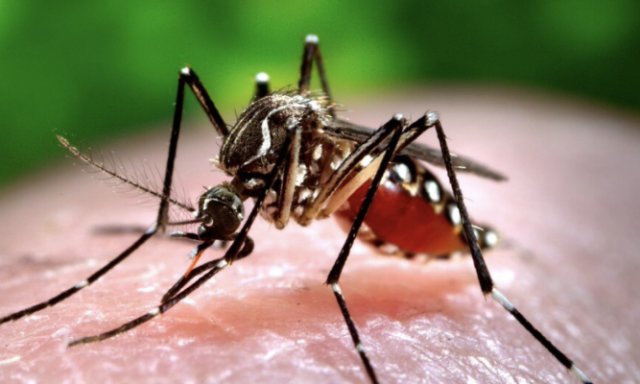 Man in China detained for spreading rumors that dengue fever has killed 20 people.