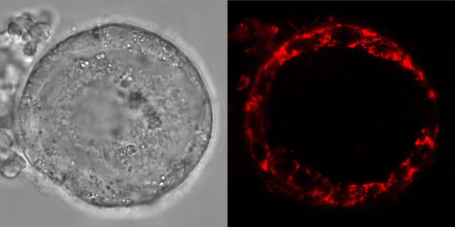 How do human eggs dormant in ovaries for decades without losing their ability to reproduce?