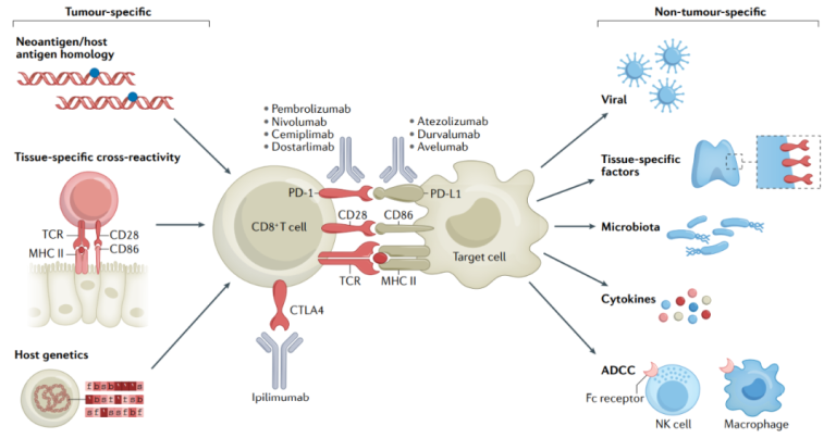 What is Chronic immunotoxicity of immune checkpoint inhibitors?