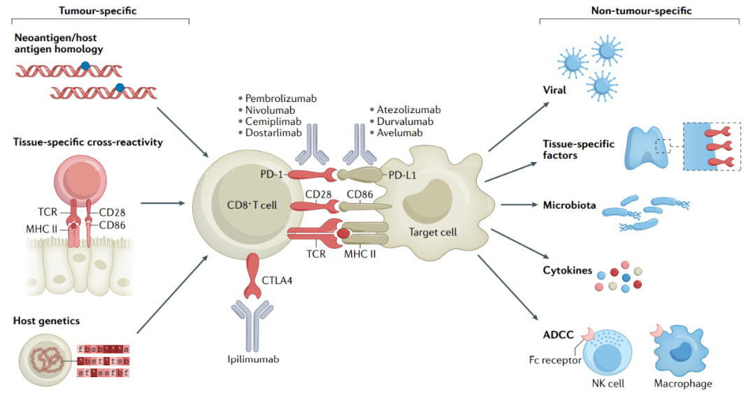 What is Chronic immunotoxicity of immune checkpoint inhibitors?
