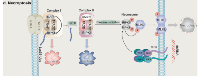 Non-apoptotic regulatory cell death in tumor immunotherapy