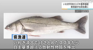 Fukushima: The 85.5 Bq/kg radioactive cesium-137 was detected in the sea bass.