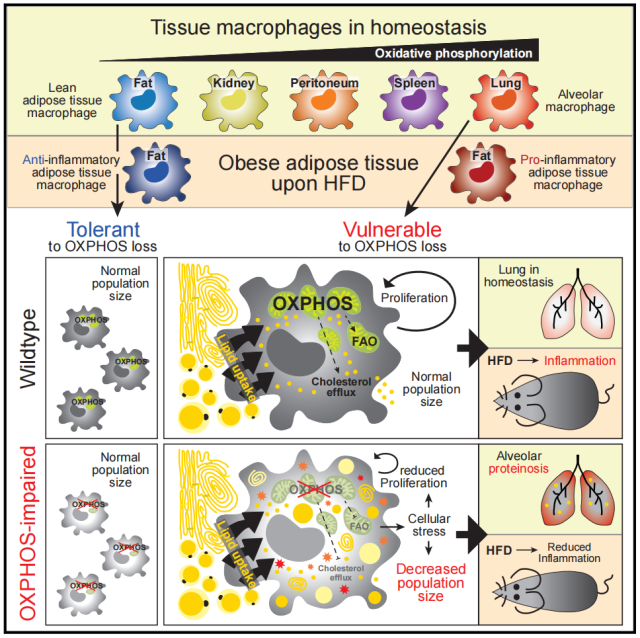 Immunity: Oxidative phosphorylation maintains tissue macrophage homeostasis​