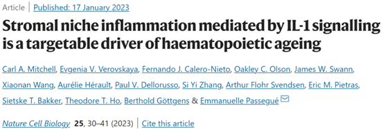 How to rejuvenate the hematopoietic system without blood transfusion?