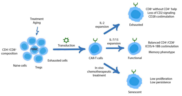 Mechanisms and adjustment strategies of CAR-T cell dysfunction