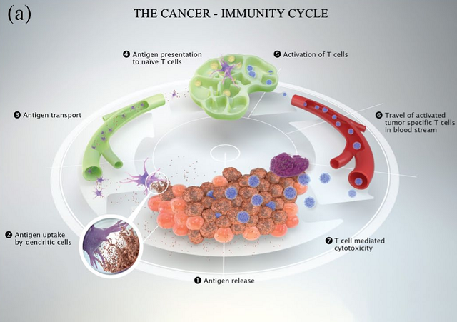 What is dysfunction of the cancer immune cycle?