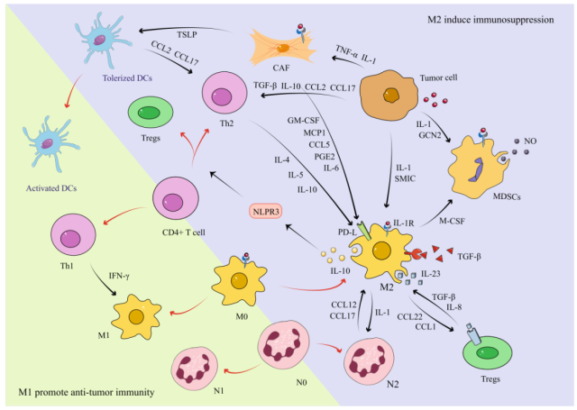How do Tumor-associated macrophages ( TAMs ) work in tumor immunotherapy?