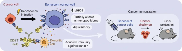 Aging cancer cells can activate immune cells and promote anti-tumor immunity