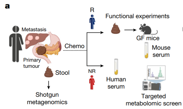 Gut bacteria enhance the effect of cancer chemotherapy through metabolites