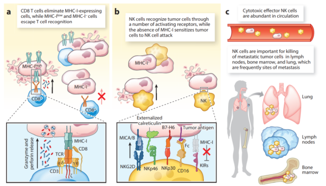 How to play a synergistic role between T cells and NK cells?