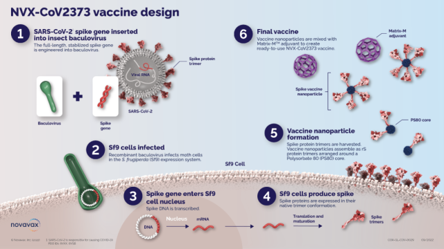 Can recombinant protein vaccine beat mRNA technology on influenza vaccine?