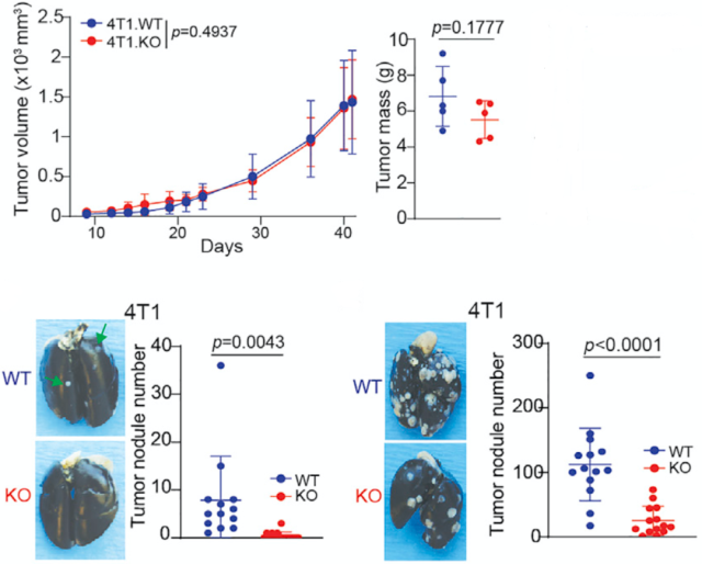 Major Discovery: Cancer cell PD-L1 does not inhibit T cell toxicity