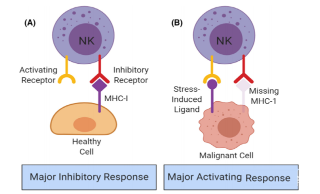 What are NK (Natural killer) cell biological characteristics?
