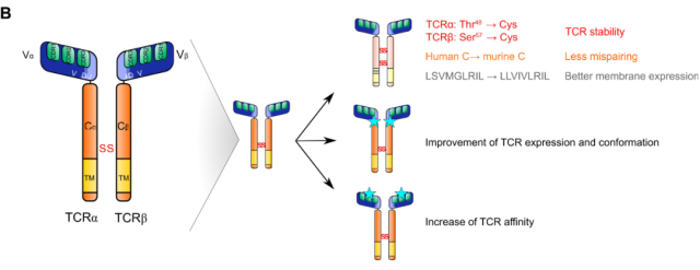  Challenges and Prospects of TCR-T Treatment for Solid Tumors