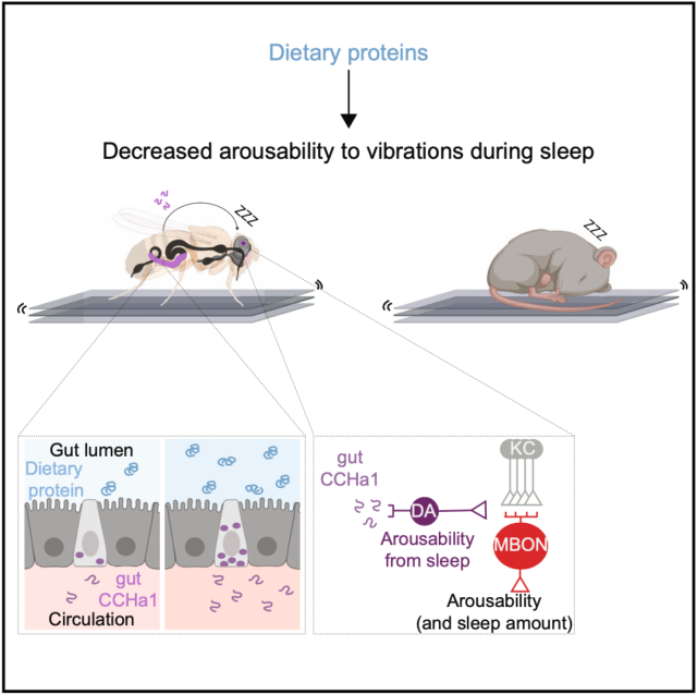 Harvard found why high-protein diet improves sleep quality
