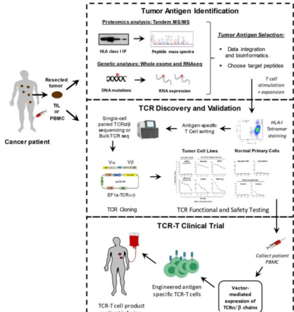 Magic TCR-T cell therapy: 72% of tumor lesions disappeared