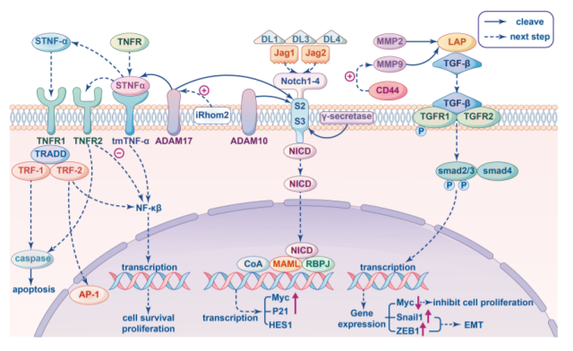 Why is Metalloproteases important in cancer immunotherapy?