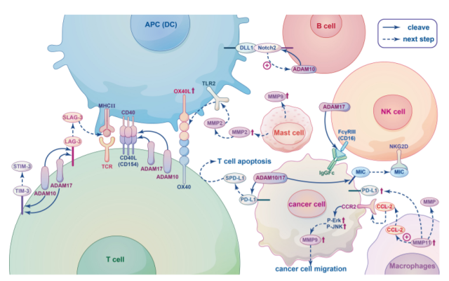 Why is Metalloproteases important in cancer immunotherapy?