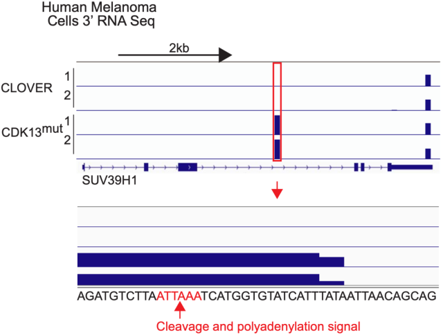 Harvard major breakthrough: RNA monitoring has a broad tumor suppressor effect