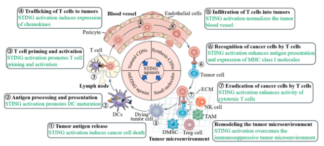  Targeting STING Cancer immunotherapy